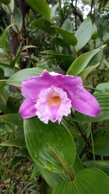 Casa Euphonia Monteverde ภายนอก รูปภาพ