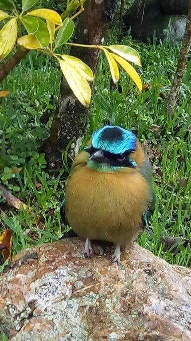 Casa Euphonia Monteverde ภายนอก รูปภาพ