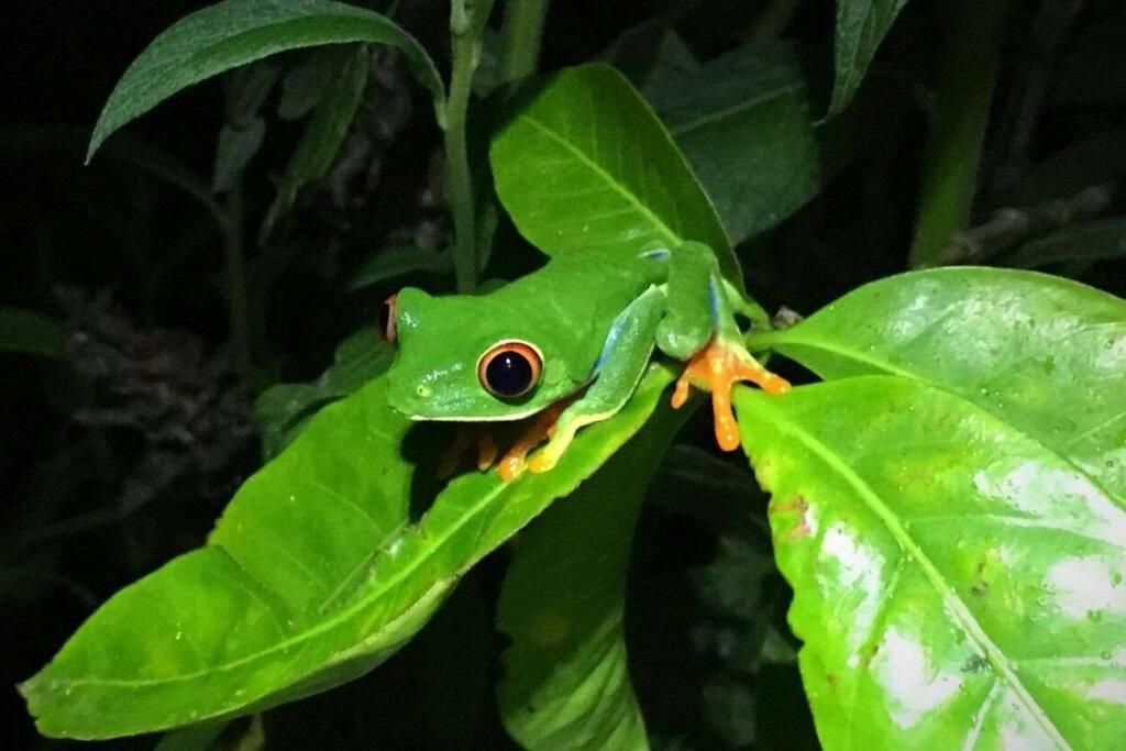 Casa Euphonia Monteverde ภายนอก รูปภาพ