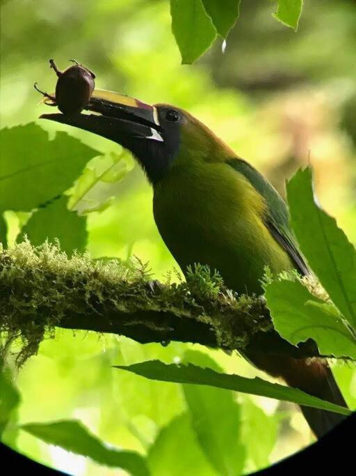 Casa Euphonia Monteverde ภายนอก รูปภาพ