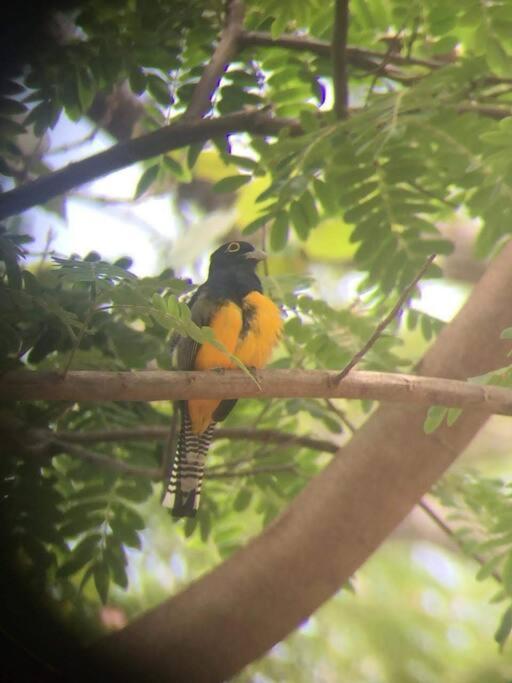 Casa Euphonia Monteverde ภายนอก รูปภาพ