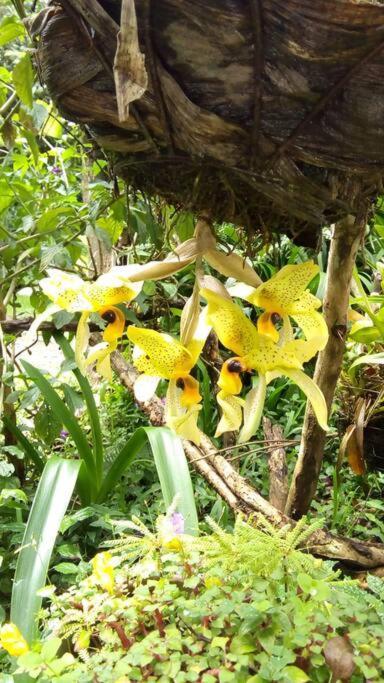 Casa Euphonia Monteverde ภายนอก รูปภาพ